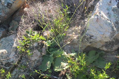 Image of Stalked Babooncabbage by (c) James Deacon, some rights reserved (CC BY-SA)