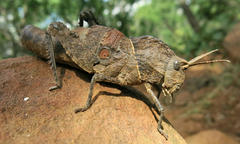 Lobosceliana