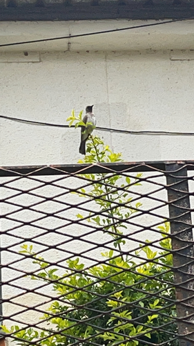 Common Bulbul