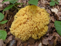 Ramaria flava