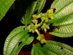 Miconia bracteata