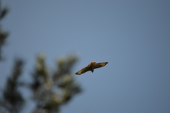 Buteo buteo
