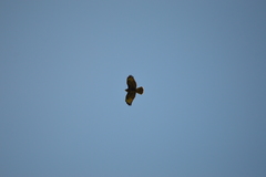 Buteo buteo