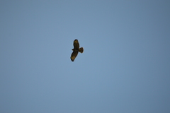 Buteo buteo
