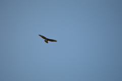 Buteo buteo