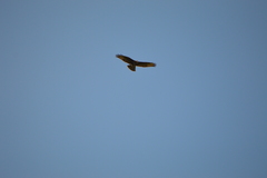 Buteo buteo