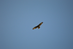 Buteo buteo