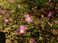 Malva punctata