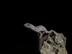 Strophurus intermedius