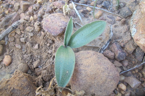 Gethyllis barkerae