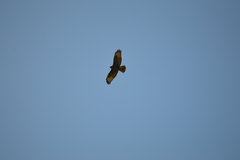 Buteo buteo