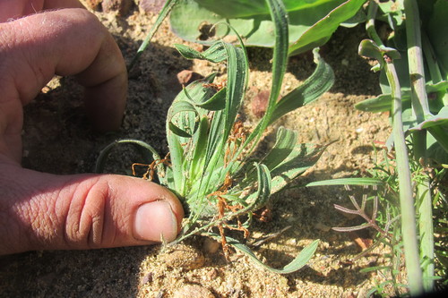 Image of Babiana scabrifolia by (c) James Deacon, some rights reserved (CC BY-SA)