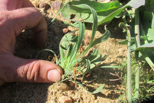 Image of Babiana scabrifolia by (c) James Deacon, some rights reserved (CC BY-SA)