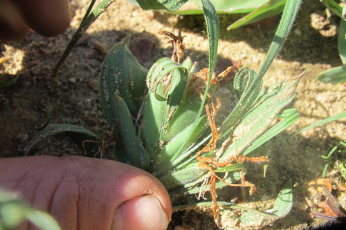Image of Babiana scabrifolia by (c) James Deacon, some rights reserved (CC BY-SA)