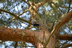 Dendrocopos major