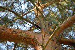 Dendrocopos major