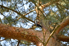 Dendrocopos major