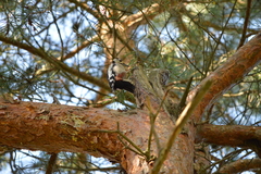 Dendrocopos major