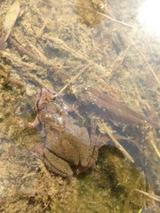 Pseudacris brachyphona