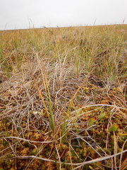 Carex aquatilis stans