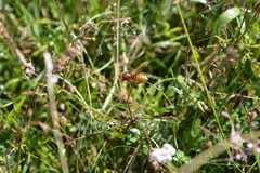 Vespa crabro