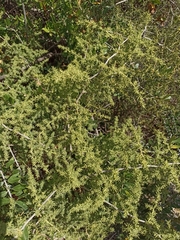 Asparagus acutifolius