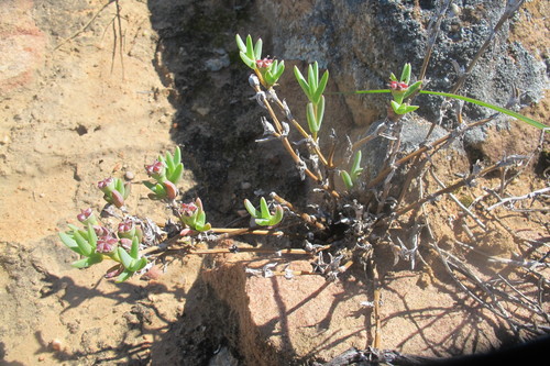 Antimima intervallaris (L.Bolus) H.E.K.Hartmann