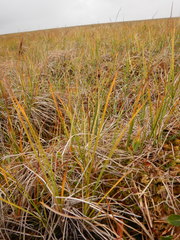 Carex aquatilis stans