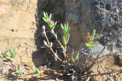 Antimima intervallaris