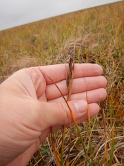 Carex aquatilis stans