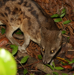 Fossa fossana