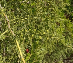 Asparagus acutifolius