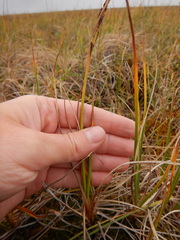 Carex aquatilis stans