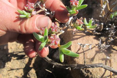 Antimima intervallaris