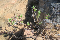 Antimima intervallaris