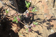 Antimima intervallaris