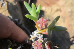 Antimima intervallaris