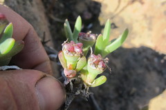 Antimima intervallaris