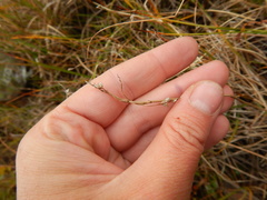 Carex rariflora