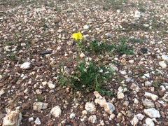 Goodenia pinnatifida