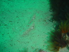 Caffrogobius nudiceps