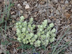 Teucrium gnaphalodes