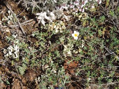 Helianthemum asperum