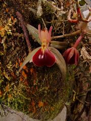 Epidendrum porpax