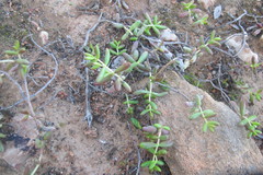 Crassula expansa