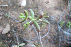 Crassula expansa