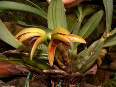Maxillaria aciantha