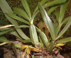Maxillaria aciantha