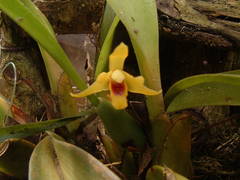 Maxillaria variabilis