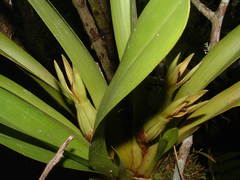 Maxillaria nasuta